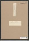 Diatomeae indet. Zeichnungen Sammlung Grunow Nr. 5879 (NHMW-BOT-W0374327)